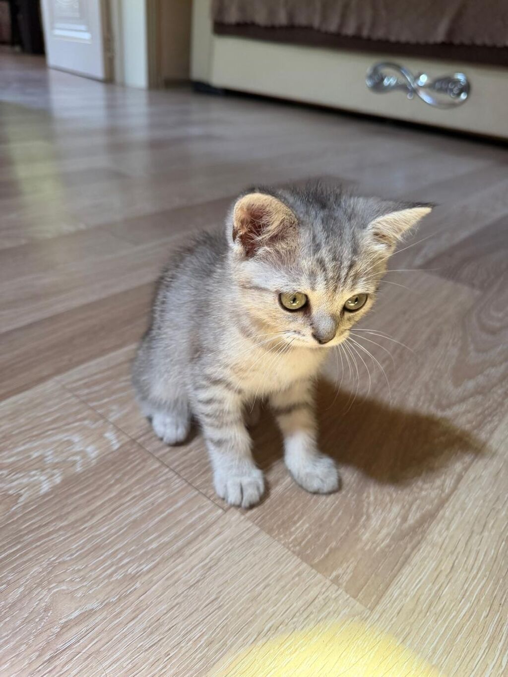 Qızıl şinşilla, Erkək, Yaxşı əllərə, Ünvandan götürmə — Pişiklər, Saray (6)