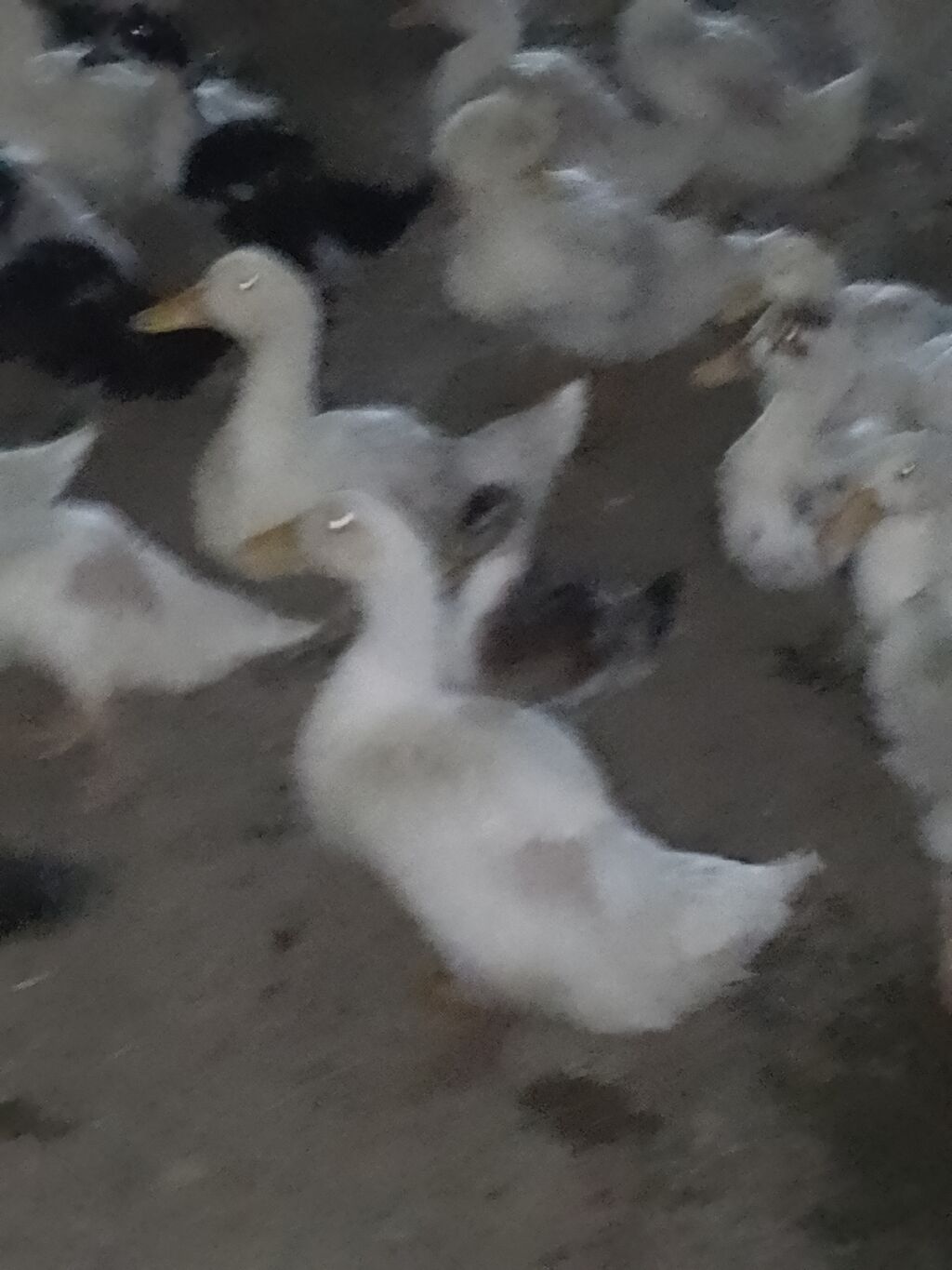 Ağ ördək sürüsü - Cins: ağ ev ördəyi (Pekin tipli) - Rəng: tam ağ — Heyvanlar, Şirvan (4)