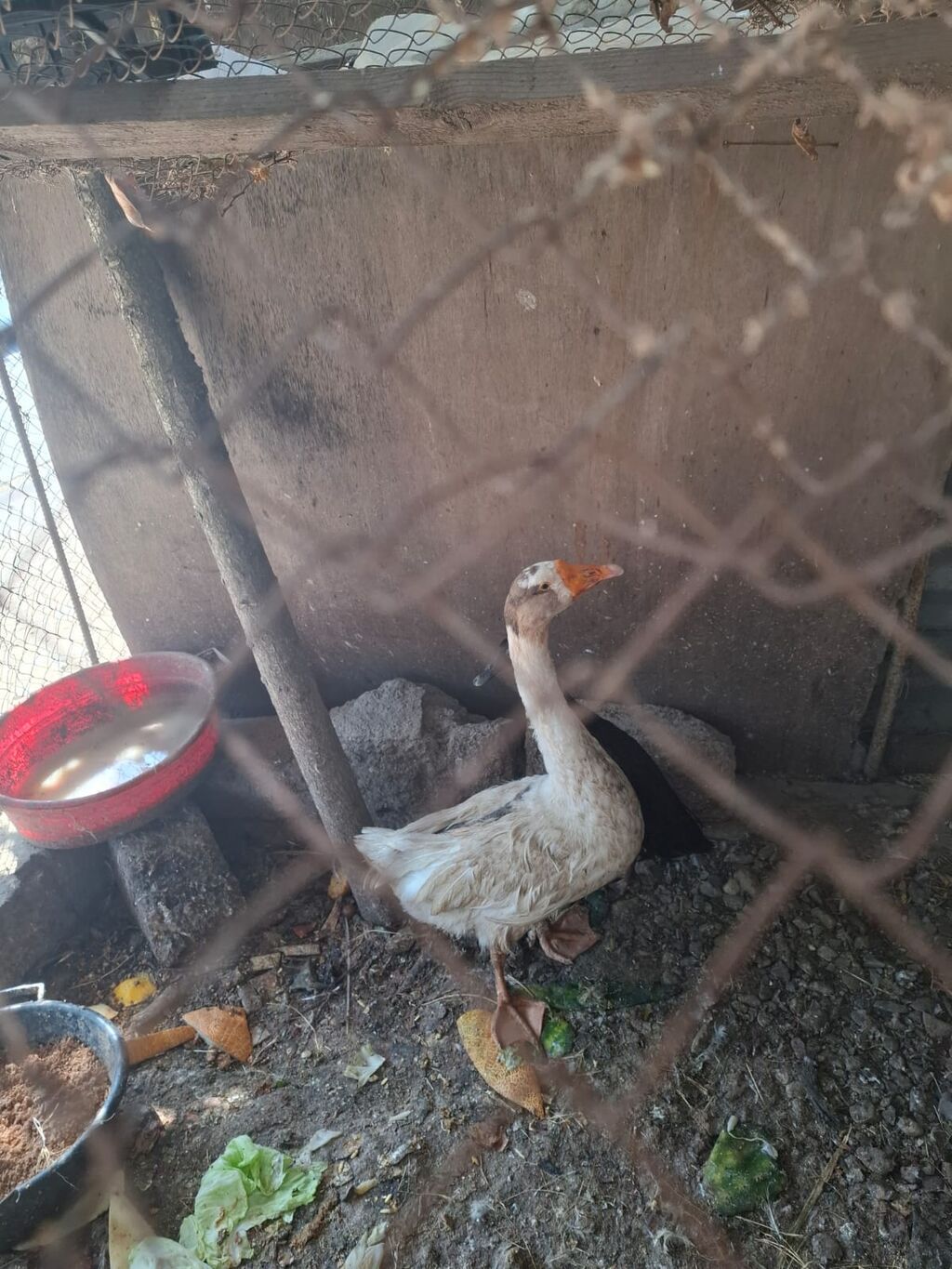 Qazlar satılır – 2 baş (ağ və boz rəngli) - Növ: ev qızı (qaz) — Heyvanlar, Bakı (6)