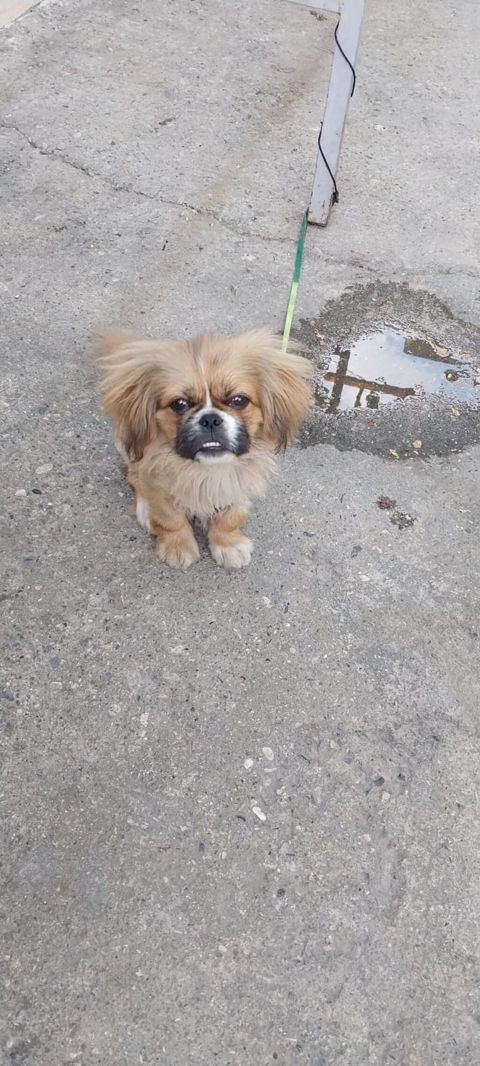 Pekines — Bakı