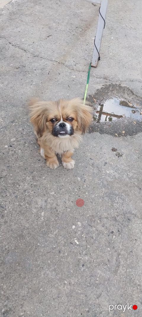 Pekines — Bakı