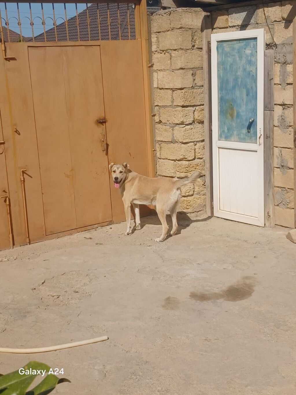Peyvəndli — Heyvanlar, Xırdalan (6)