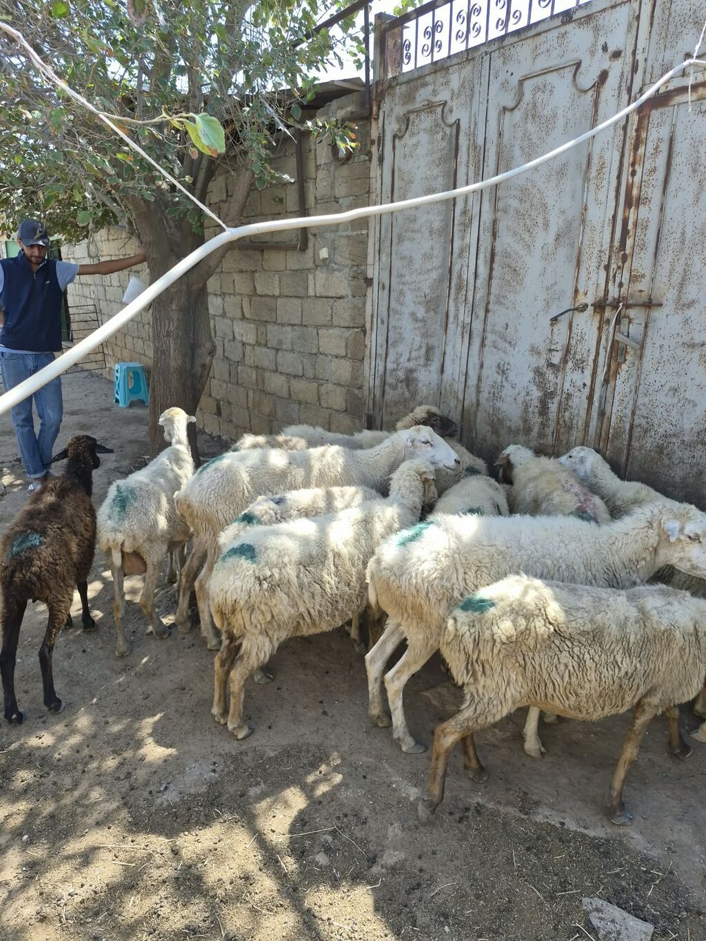 Qoyun sürüsü satılır - Növ: yerli qarabaş/qoyun mixi (ağ və tünd — Heyvanlar, Mehdiabad (2)