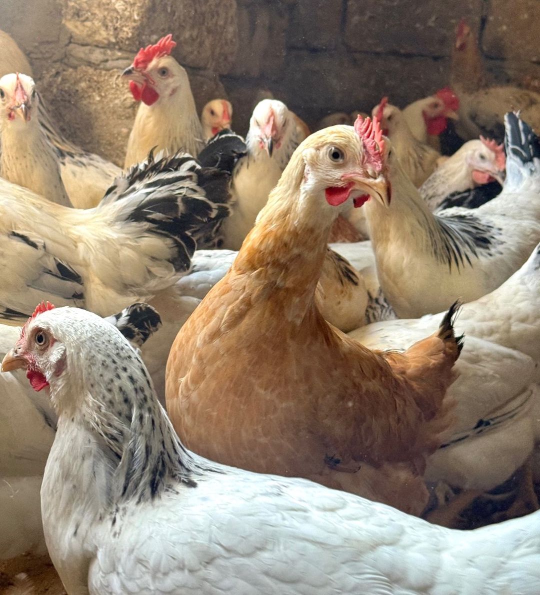 Toyuqlar, Xoruzlar, Kənd Çolpaları, Cücələr — Quşlar, Bakı (7)
