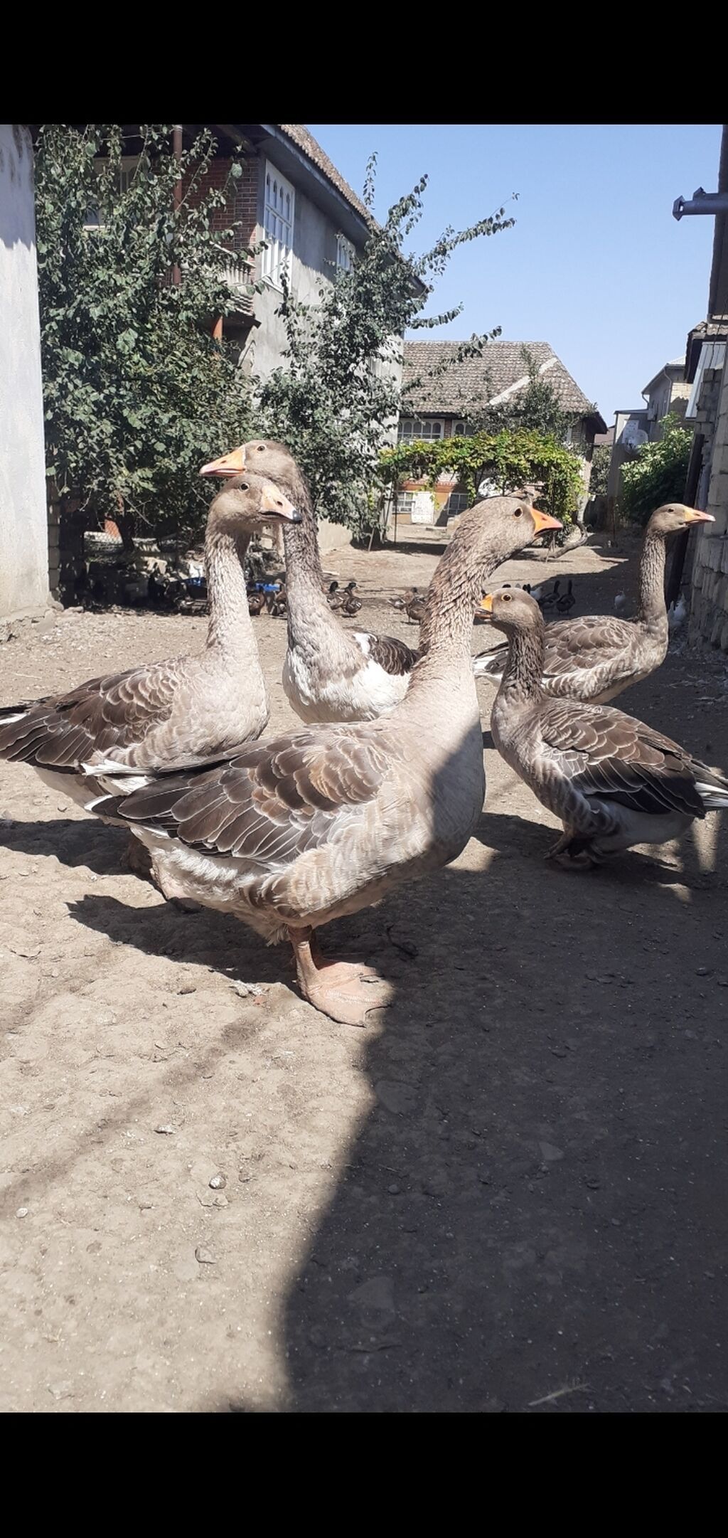 2 ədəd Tula döyüş qazları erkəy və dişi.2 ədəd ana qaz biri ala çox — Heyvanlar, Masallı (4)