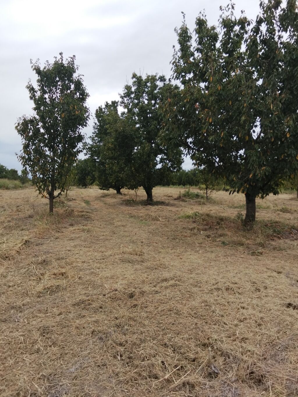 70 sot, Kənd təsərrüfatı, Mülkiyyətçi, Kupça (Çıxarış) — Torpaq, Xaçmaz (2)