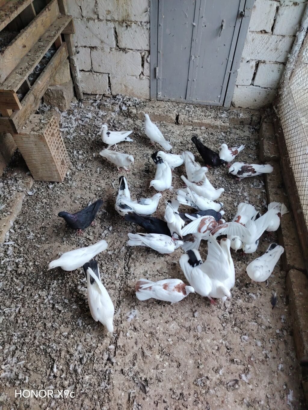 30 dene qusdu tərgitmə heyvanlardi seçilib saxlanılıb Qaradağ rayonu — Quşlar, Qobustan (2)