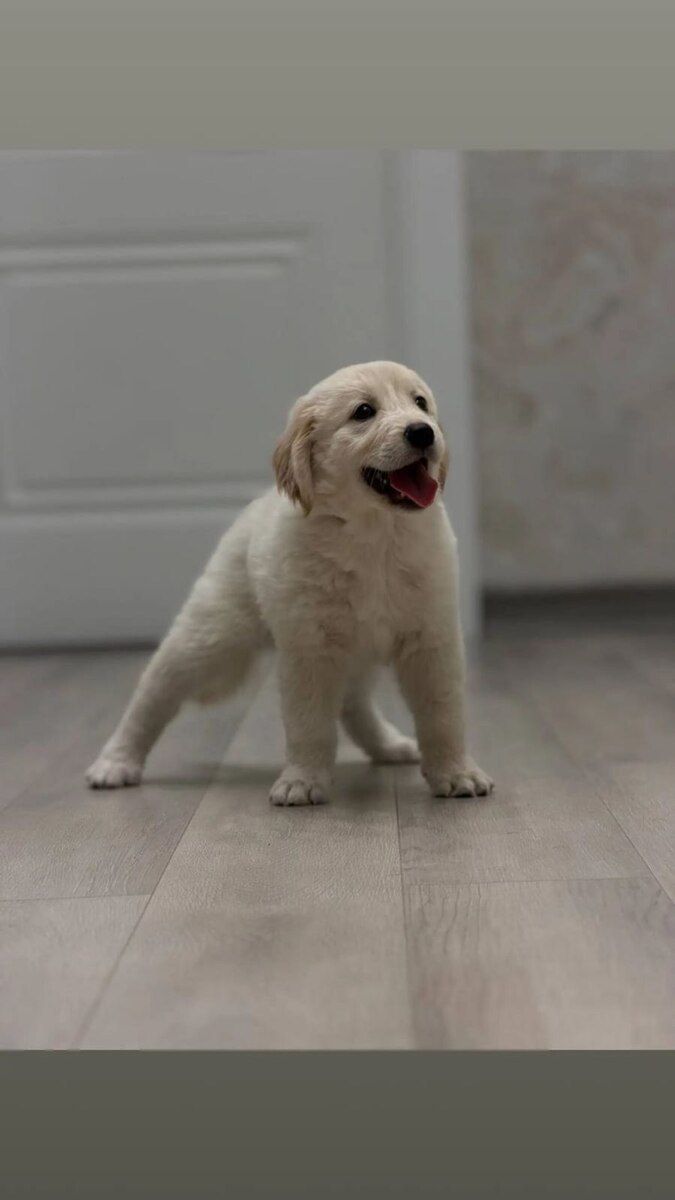 Golden Retriver — Heyvanlar, Bakı (6)