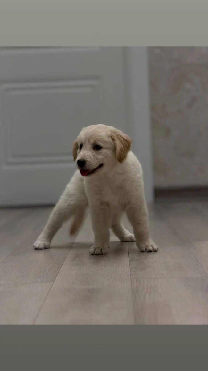 Golden Retriver — Heyvanlar, Bakı (9)