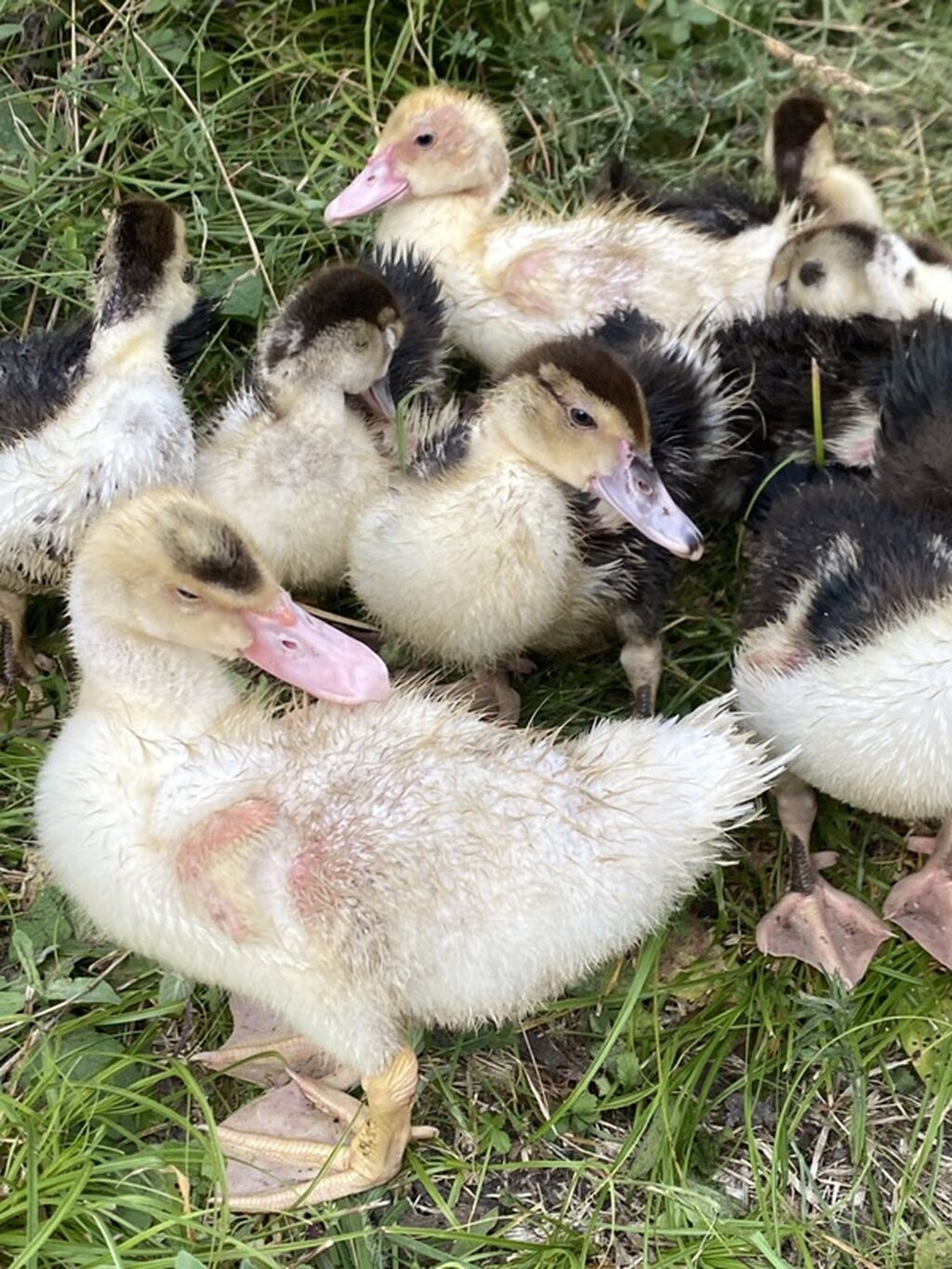 Muscovy ördək balaları (indi yetişdirilən nəsil) - Cins: Muscovy — Heyvanlar, İsmayıllı (3)