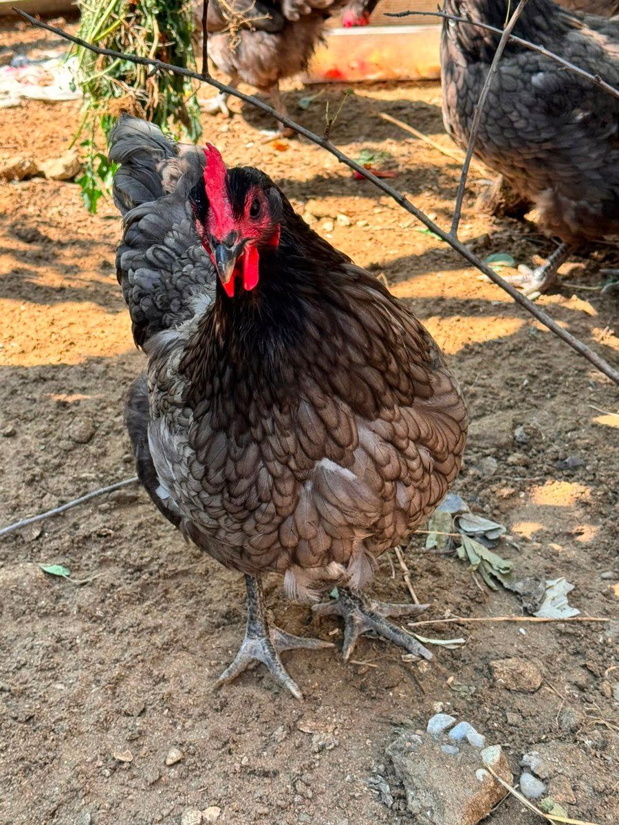 Avstralorp yumurtası — Quşlar, Bakı (3)