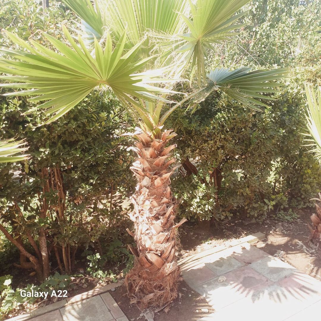 Palma ağacı — Bitkilər, Masallı (3)