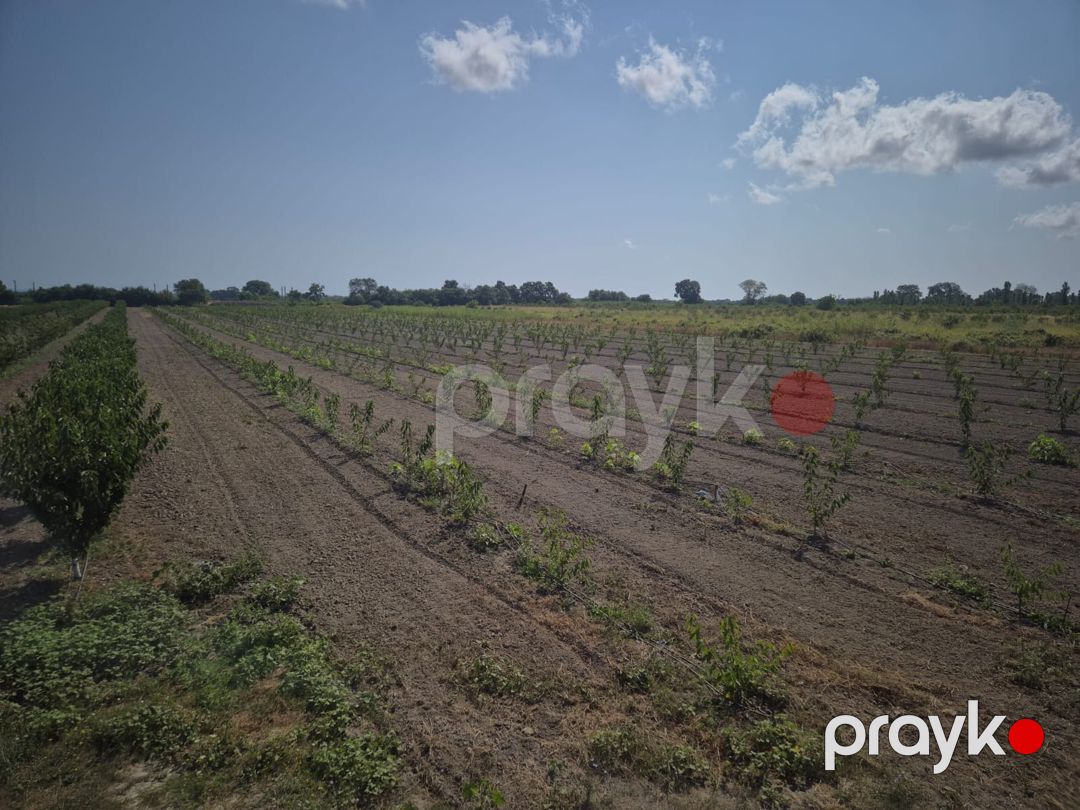 3.2 sot torpaq sahəsi, Xaçmaz - Nabran yolu — Torpaq, Xaçmaz (6)