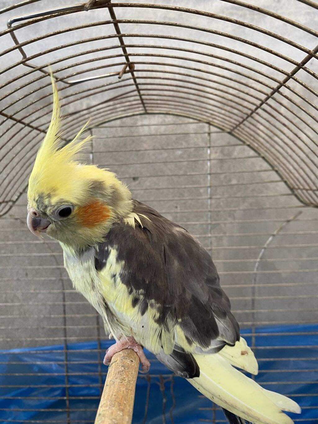 Nimfa (cockatiel) tutuquşu – sarı kəkilli, yanaqlarda narıncı “xal”lı — Quşlar, Bakı (2)