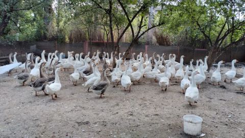 Qazlar. hamısı erkək qazlardir. 5kq qazlardir — Gəncə