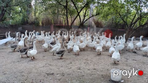 Qazlar. hamısı erkək qazlardir. 5kq qazlardir — Gəncə