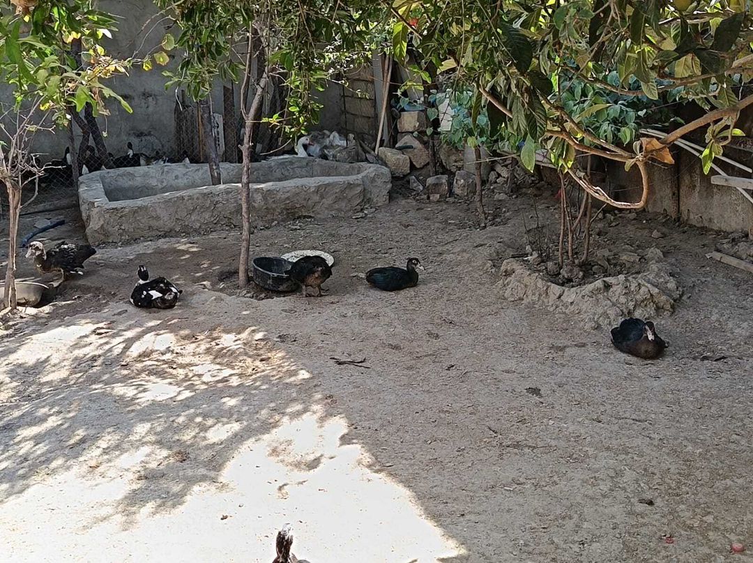 Ördəklər — Quşlar, Sumqayıt (3)