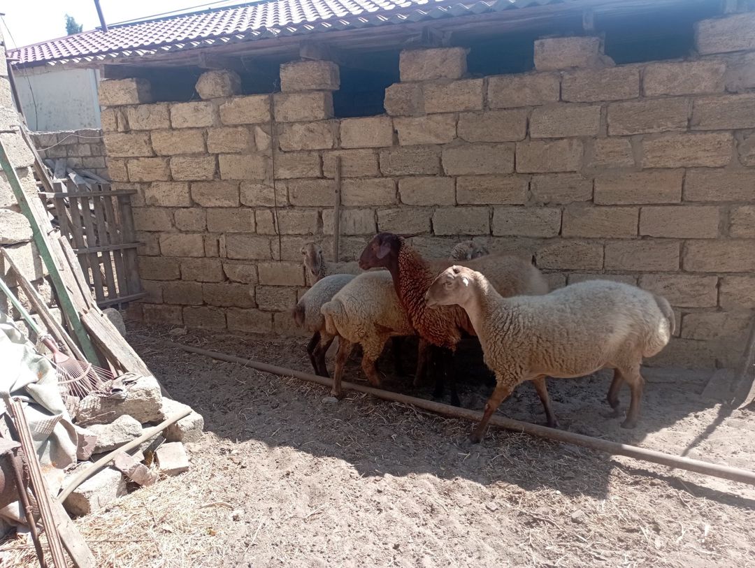 Qoyunlar — Heyvanlar, Bakı (3)