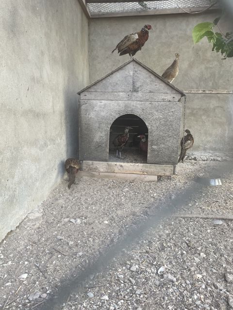 Qırqovul — Bakı