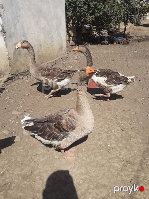 2 ədəd Tula döyüş qazları erkəy və dişi.2 ədəd ana qaz biri ala çox — Masallı