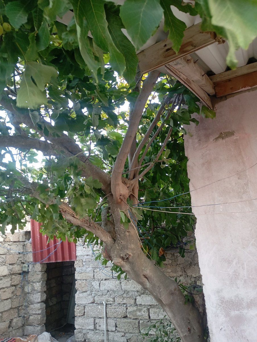1 sot torpaq sahəsi, Xəzər ray. Xaşaxuna bağları — Torpaq, Bakı (2)