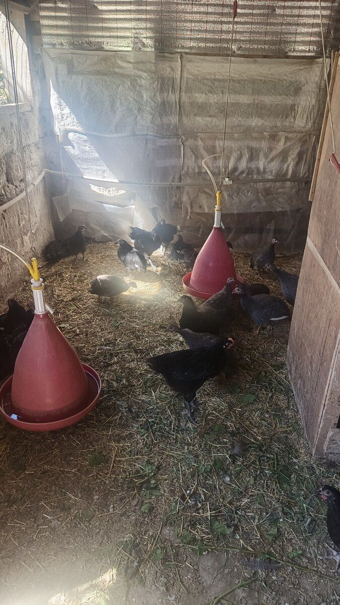 Avstralorp cücələri — Quşlar, Bakı (7)