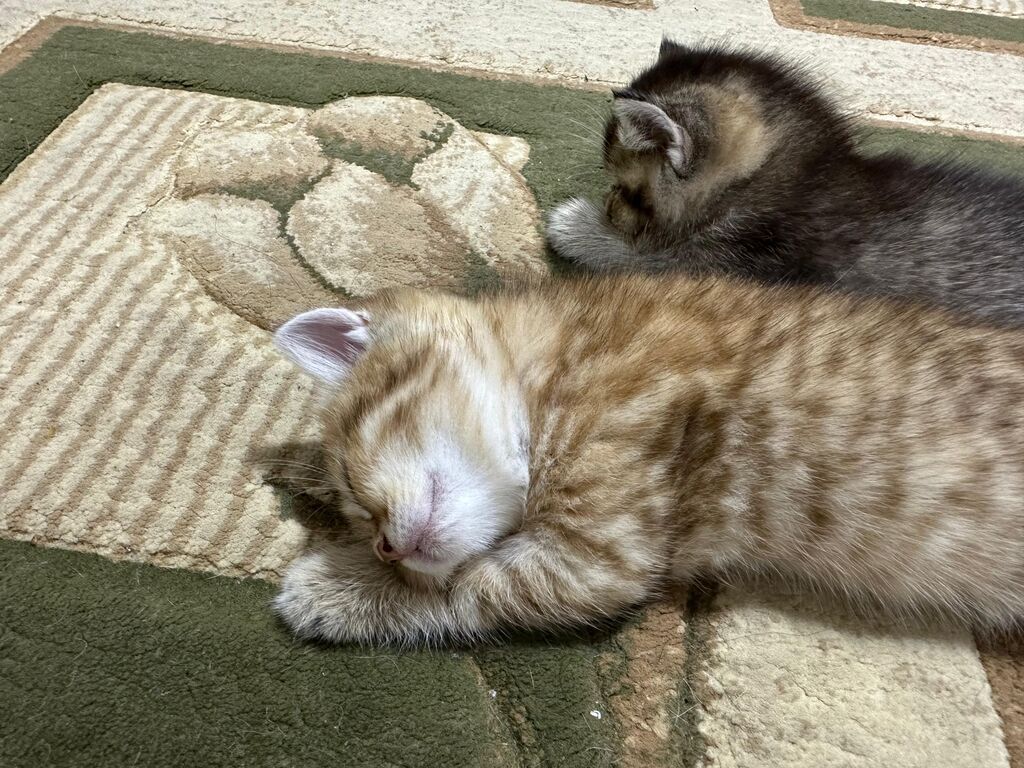 Tabbi, Yaxşı əllərə — Pişiklər, Sumqayıt (2)