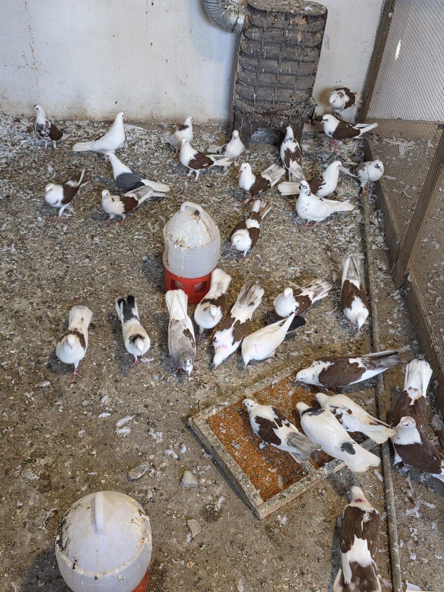 Göyərçinlər — Quşlar, Bakı (6)