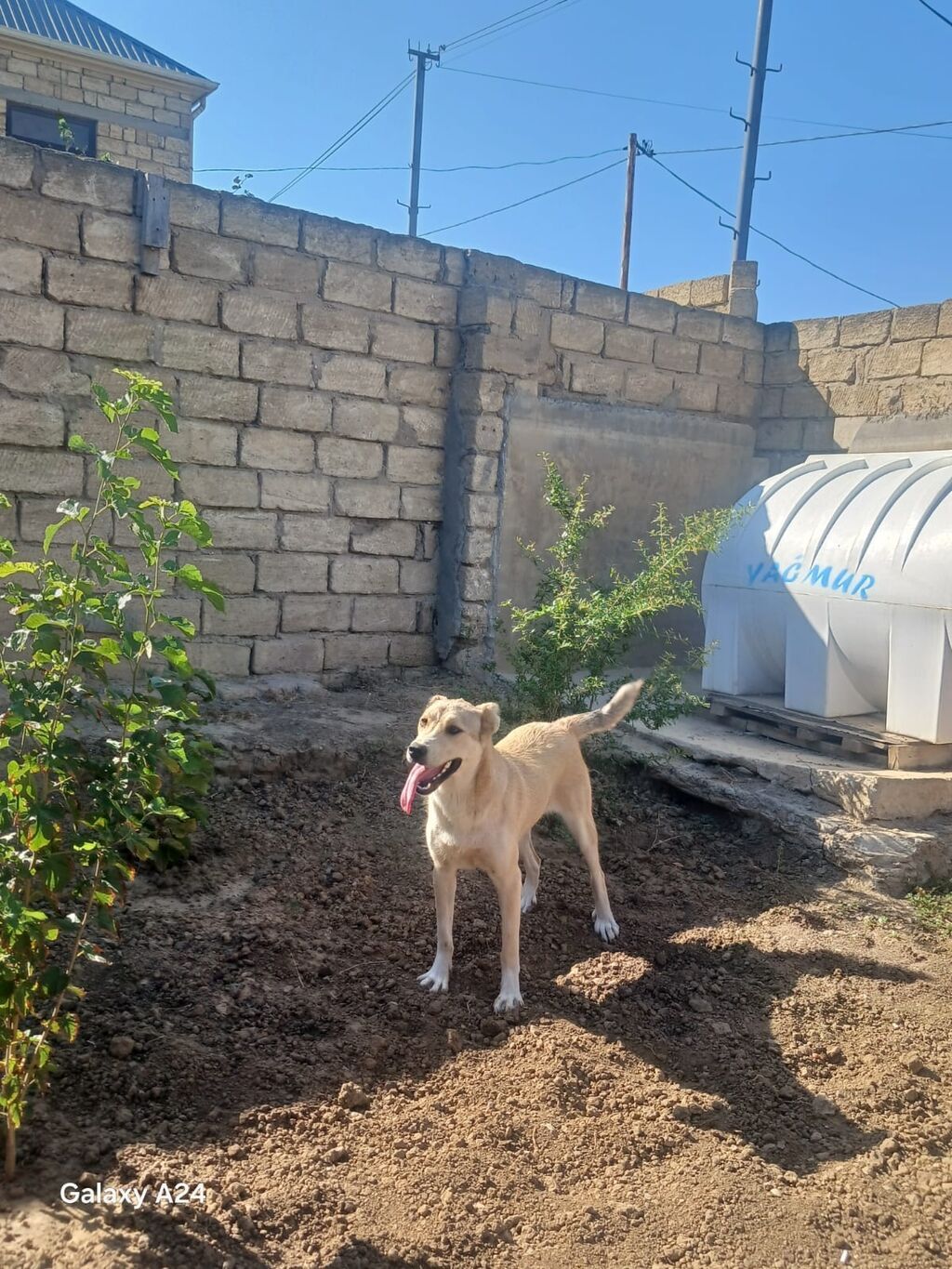 Peyvəndli — Heyvanlar, Xırdalan (4)
