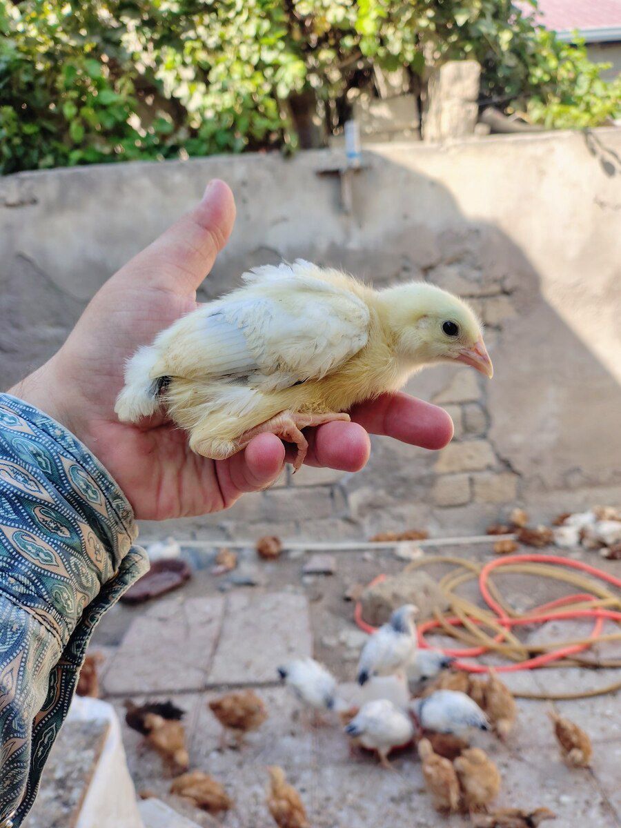 Cücə — Quşlar, Bakı (4)