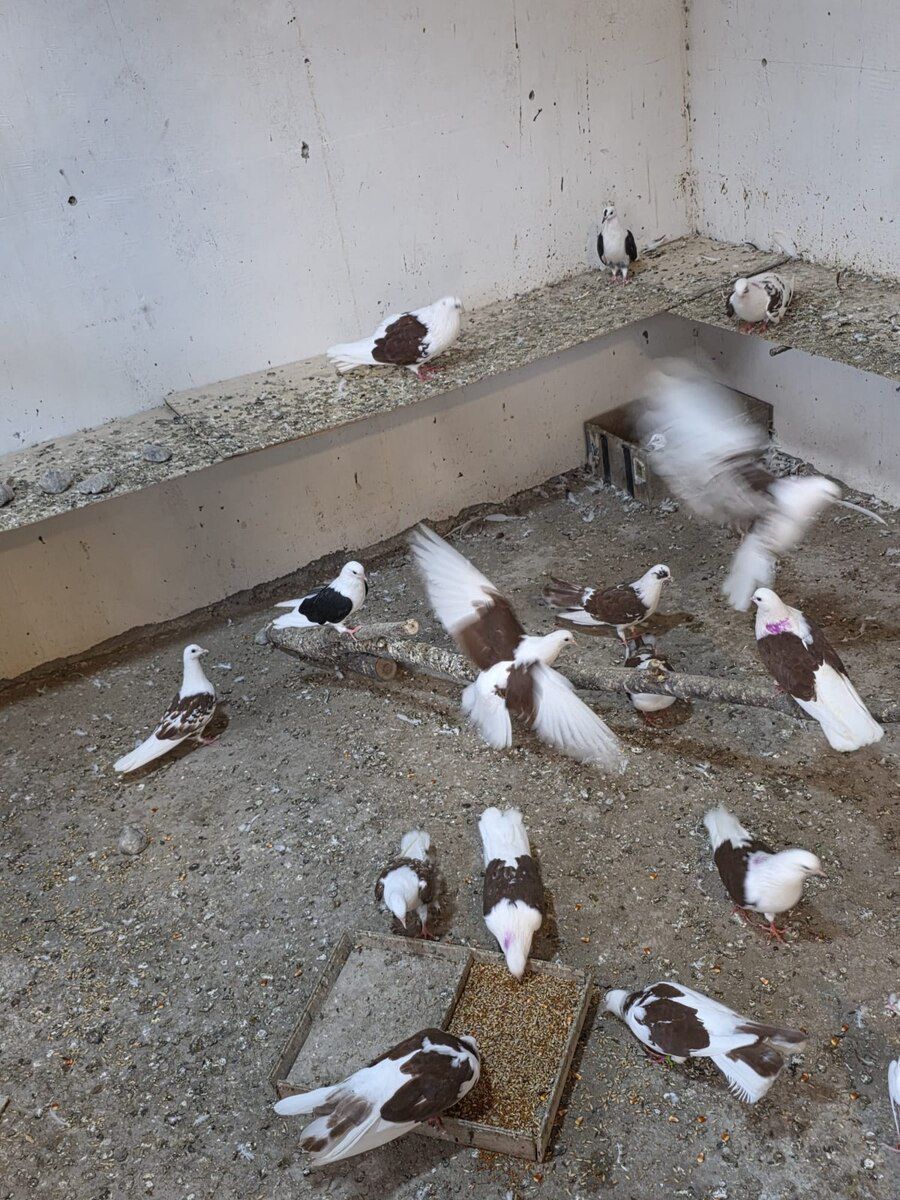 Göyərçinlər — Quşlar, Bakı (4)