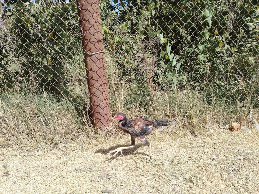 Heyratı — Quşlar, Neftçala (8)
