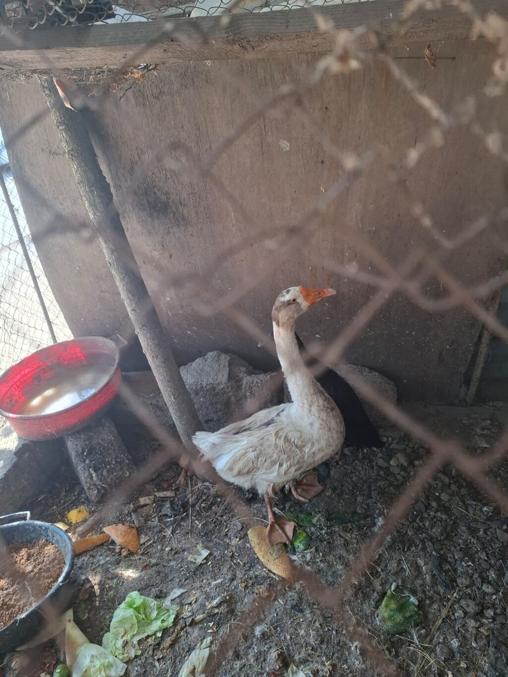 Qazlar satılır – 2 baş (ağ və boz rəngli) - Növ: ev qızı (qaz) — Heyvanlar, Bakı