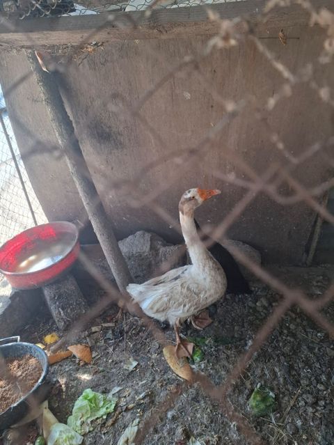 Qazlar satılır – 2 baş (ağ və boz rəngli) - Növ: ev qızı (qaz) — Bakı