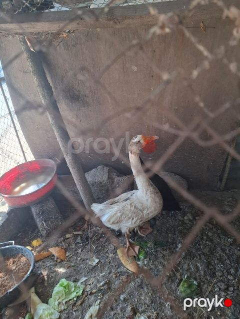 Qazlar satılır – 2 baş (ağ və boz rəngli) - Növ: ev qızı (qaz) — Bakı