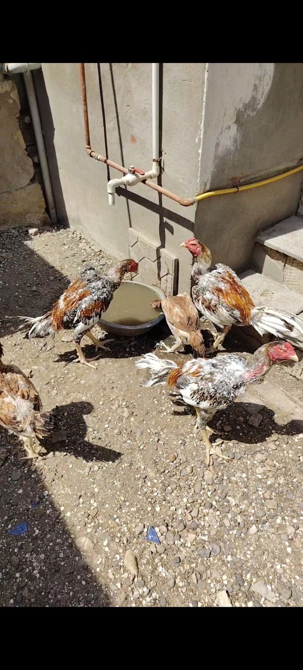 Salam heyvanlar goz qabagindadi saglamliglarina cavabdehem, biri — Heyvanlar, Salyan (5)
