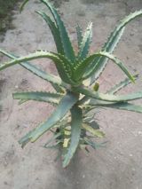 Aloe vera bitkisi - Növ: Aloe vera (sukkulent) - İstifadə — Цветы