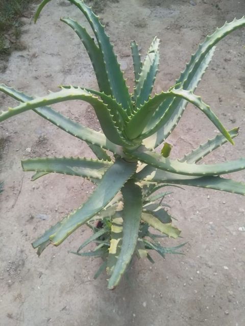 Aloe vera bitkisi - Növ: Aloe vera (sukkulent) - İstifadə — Bakı