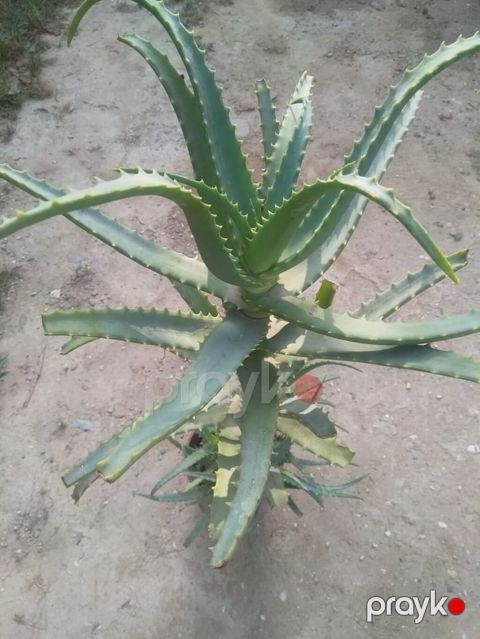 Aloe vera bitkisi - Növ: Aloe vera (sukkulent) - İstifadə — Bakı