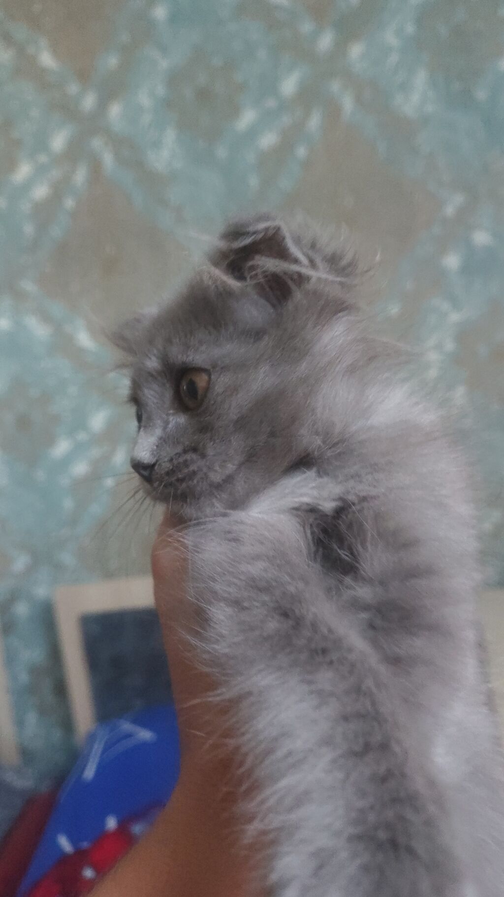 Şotland, Erkək, Yaxşı əllərə — Pişiklər, Pirəkəşkül