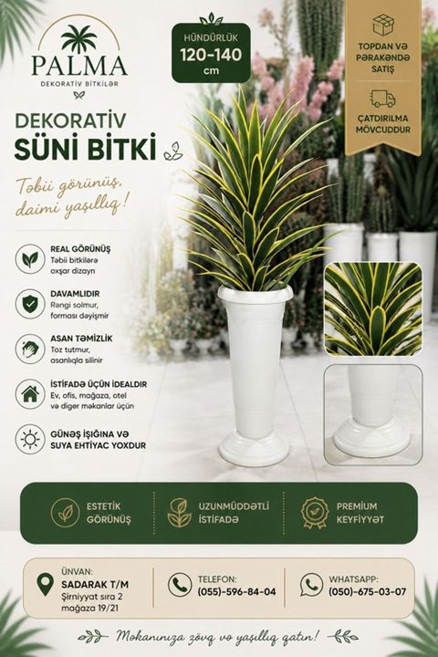 Palma – dekorativ bitkilər Evinizə, ofisinizə və digər məkanlara — Bakı