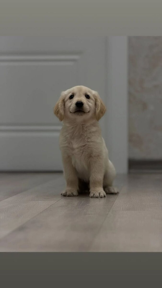 Golden Retriver — Heyvanlar, Bakı (12)