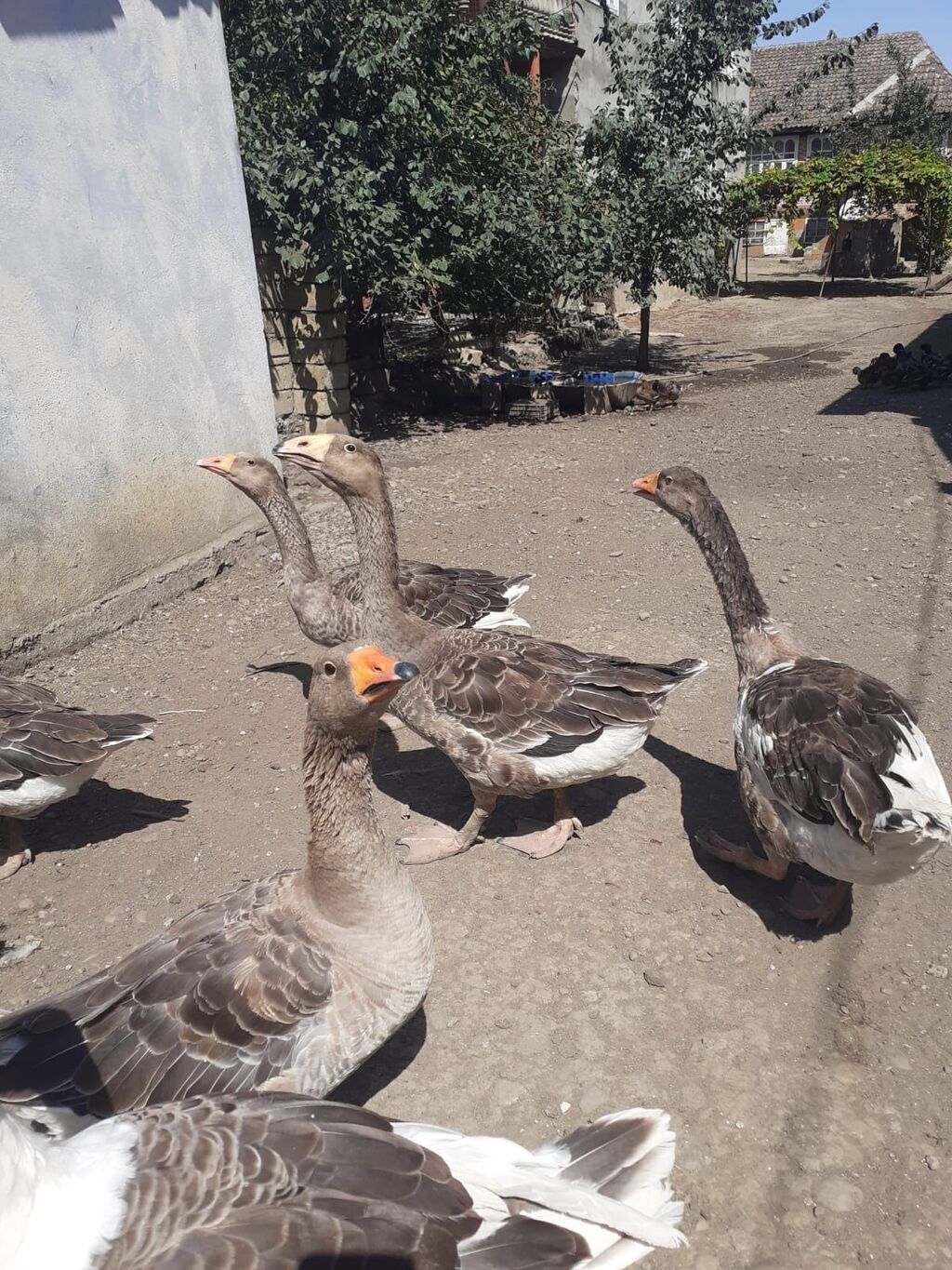 2 ədəd Tula döyüş qazları erkəy və dişi.2 ədəd ana qaz biri ala çox — Heyvanlar, Masallı (2)