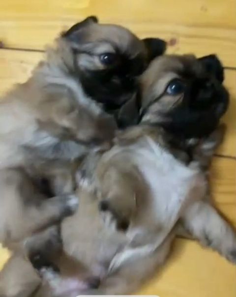 Pekines balaları — Bakı