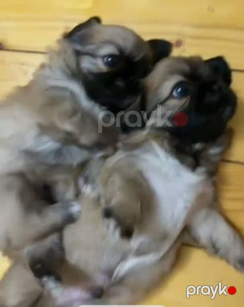Pekines balaları — Bakı