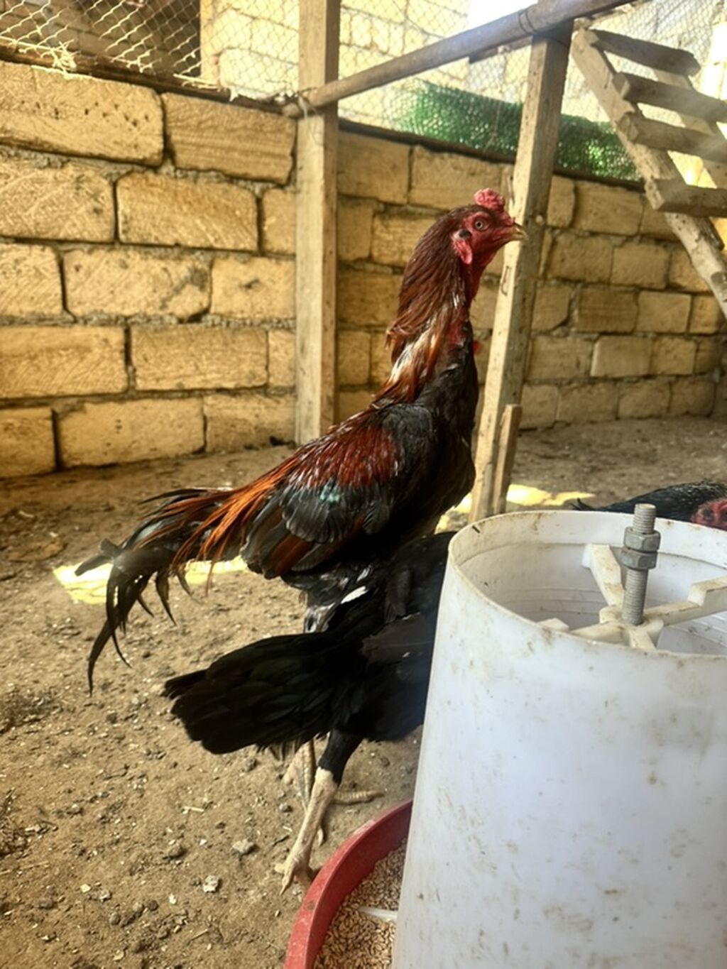 Salam heyratı xoruz fərsi 3balası satlır barterdə var — Heyvanlar, Mehdiabad (2)