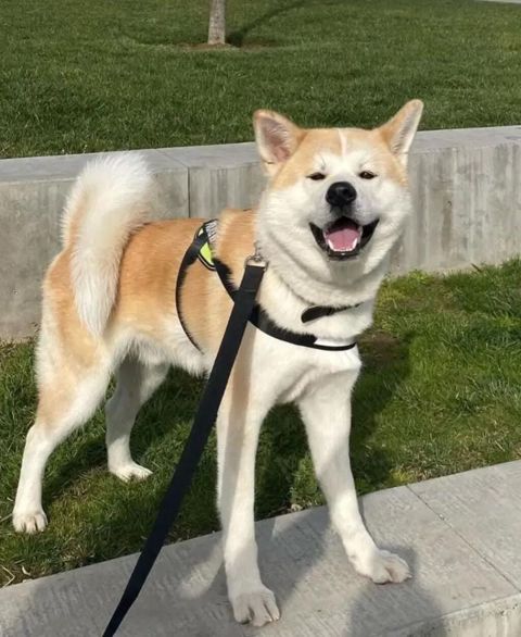 Akita-inu, 5 ay, Erkək, Sənədli, Ünvandan götürmə, Ödənişli çatdırılma — Bakı