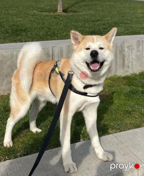 Akita-inu, 5 ay, Erkək, Sənədli, Ünvandan götürmə, Ödənişli çatdırılma — Bakı