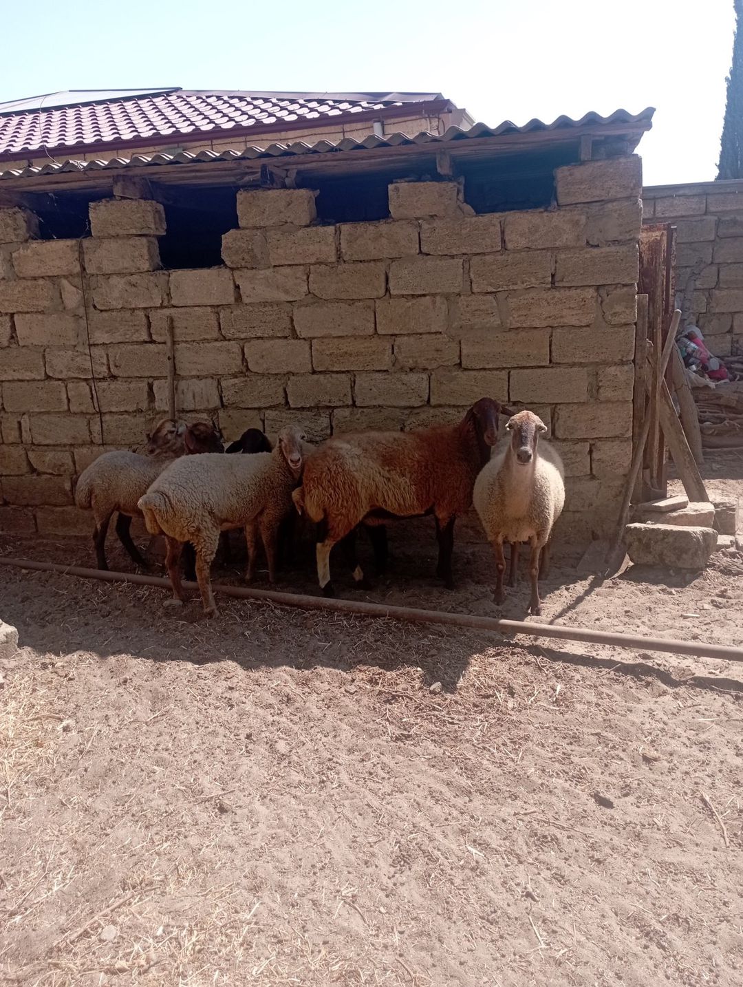 Qoyunlar — Heyvanlar, Bakı (4)