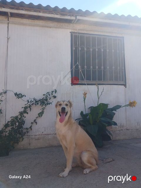 Peyvəndli — Xırdalan
